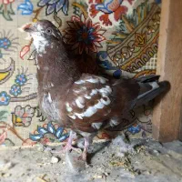 جوجه کفتر|پرنده|قم, هفت تیر|دیوار