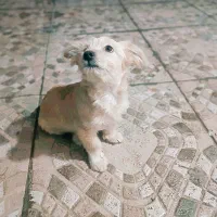 واگذاری|سگ|ساوه, |دیوار