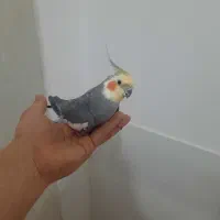 عروس هلندی مولد سخنگو
