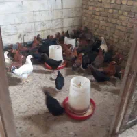 نیمچه 3 ماهه