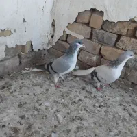 کبوتر بدرنگ ماده وخوشرنگ ماده به شرط|پرنده|دشتابی, |دیوار