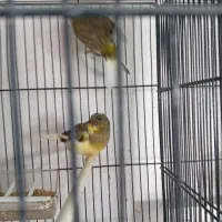 جفت قناری گلستر به شرط