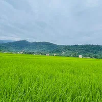 فروش زمین ۸ هکتار شالیزار سنتی|فروش زمین و ملک کلنگی|شفت, |دیوار