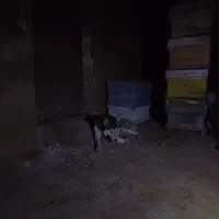 سگ هاسکی