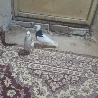 کبوتر|پرنده|سرایان, |دیوار