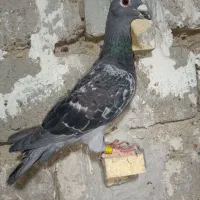 کبوترمسافتی|پرنده|زهک, |دیوار