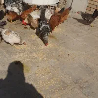 مرغ وخروس|حیوانات مزرعه|فاضل آباد, |دیوار