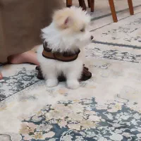 سگ پامر و شیتزو|سگ|خرم‌آباد, |دیوار