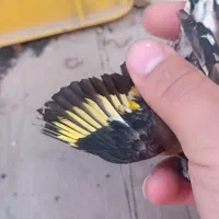 سهره نر|پرنده|فولادشهر, زاینده رود|دیوار