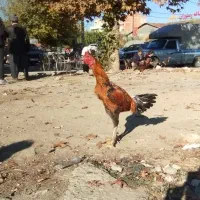 خروس لاری|حیوانات مزرعه|نگین شهر, |دیوار