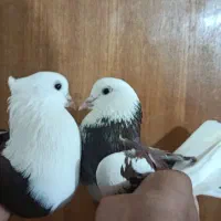 کبو ترمایه|پرنده|سیرجان, |دیوار