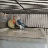 جفت مولد بزریلی نزدیک تخم