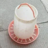 تخم  مرغ نطفه دار .خروس برهما .  ابخوری و دانخوری|حیوانات مزرعه|کرمانشاه, |دیوار