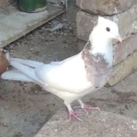 یک ماده طوقی