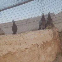 کفترالمانی|پرنده|فردوس (خراسان), |دیوار