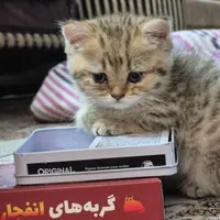 بچه گربه بیریتیش گلد|گربه|تهران, ائمه اطهار|دیوار