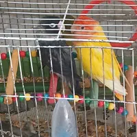 طوطی برزیلی مولد سالم و سرحال