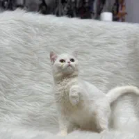 بریتیش سفید