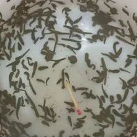 زالو صیدی کبریتی