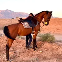 مادیون و کره