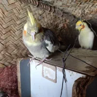 عروس هلندی ماده فروشی