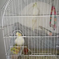 عروس|پرنده|اهر, |دیوار