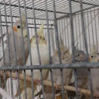 عروس هلندی خوشگل|پرنده|مشهد, مشکینی (شهرک غرب)|دیوار