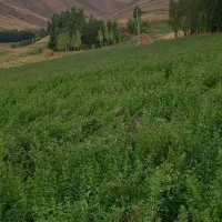 یونجه|لوازم جانبی حیوانات|قطور, |دیوار