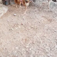 خروس|حیوانات مزرعه|خاش, |دیوار