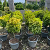 کاشت درخت و طراحی باغ و باغشهر|خدمات باغبانی و درختکاری|صدرا-فارس, فاز ۱|دیوار