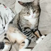 گربه به سرپرستی میگیرم