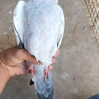 کفتر|پرنده|شیراز, حجت آباد|دیوار