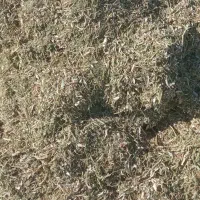 فروش کاه لوبیا