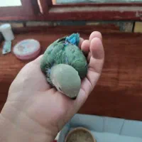 طوطی کوتوله برزیلی