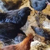 فروش مرغ محلی|حیوانات مزرعه|دماوند, دماوند|دیوار