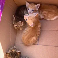 واگذاری بچه گربه