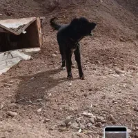 سگ قدرجونی ادمی و نگهبان سفت
