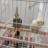 عروس هلندی --قناری-- طوطی گرینجیک