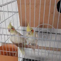 عروس هلندی|پرنده|خمینیشهر, |دیوار