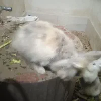 فروش خرگوش نروماده لوپی