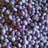 لوبیا چیتی بوجاری شده