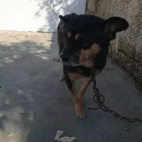 سگ پاکوتاه نژاد دار|سگ|نوشهر, |دیوار