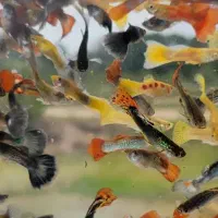 ماهی گوپی،زبرا ،کالر ویدیو ،غذا ماهی و یک آکواریوم