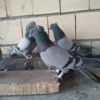 کبوترپر|پرنده|سامان, |دیوار