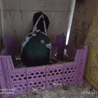 نر سینه  سیاه  و نر سفید دورگ