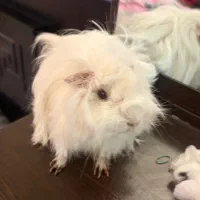 خوکچه هندی|موش و خرگوش|تهران, ستارخان|دیوار