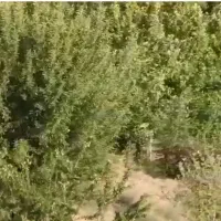 فروش باغچه ورودی کودیان