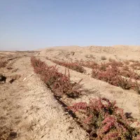 باغ زرشک نهال ۵ ساله همراه ۵ساعت|فروش زمین و ملک کلنگی|قائن, |دیوار