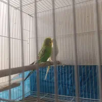 دوجفت مرغ عشق مولد|پرنده|زاهدان, |دیوار