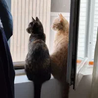 واگذاری رایگان گربهdhs